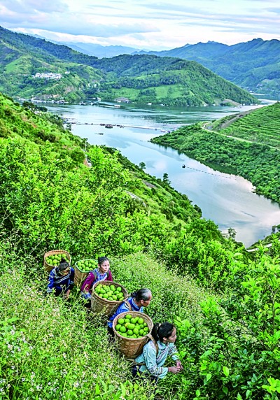 “果篮经济”正当时