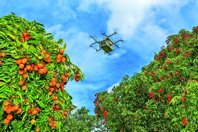 “果篮经济”正当时