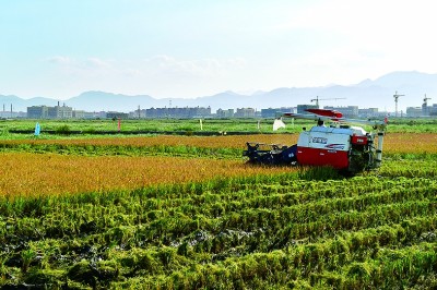 滩涂之上筑新城