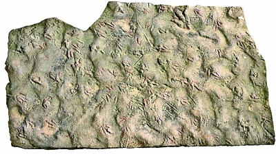 科学家发现1.9亿年前恐龙尾迹 揭示早期兽脚类恐龙行为奥秘 科学家发现1.9亿年前恐龙尾迹 揭示早期兽脚类恐龙行为奥秘