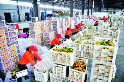 湖北省宜昌市夷陵区小溪塔街道仓屋榜村:遍野金黄甜万家 湖北省宜昌市夷陵区小溪塔街道仓屋榜村:遍野金黄甜万家