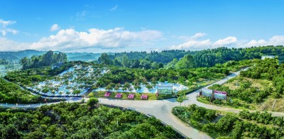 湖北省宜昌市夷陵区小溪塔街道仓屋榜村:遍野金黄甜万家 湖北省宜昌市夷陵区小溪塔街道仓屋榜村:遍野金黄甜万家