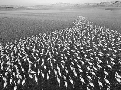 埃及：火烈鸟越冬加龙湖