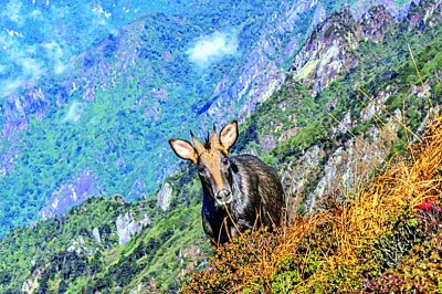 云南苍山洱海国家级自然保护区：山翠湖清 鱼跃鸟鸣