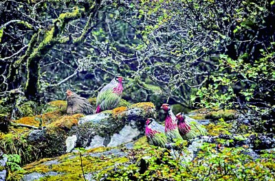 云南苍山洱海国家级自然保护区：山翠湖清 鱼跃鸟鸣