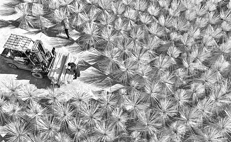 江西广昌：晾晒竹丝忙加工