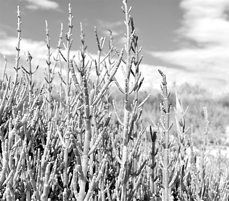 盐碱地：未来粮仓？