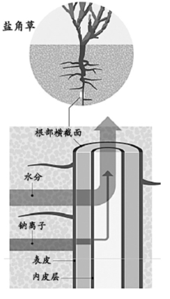 盐碱地：未来粮仓？