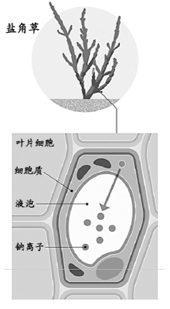 盐碱地：未来粮仓？