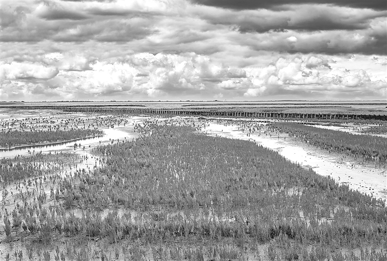 盐碱地：未来粮仓？