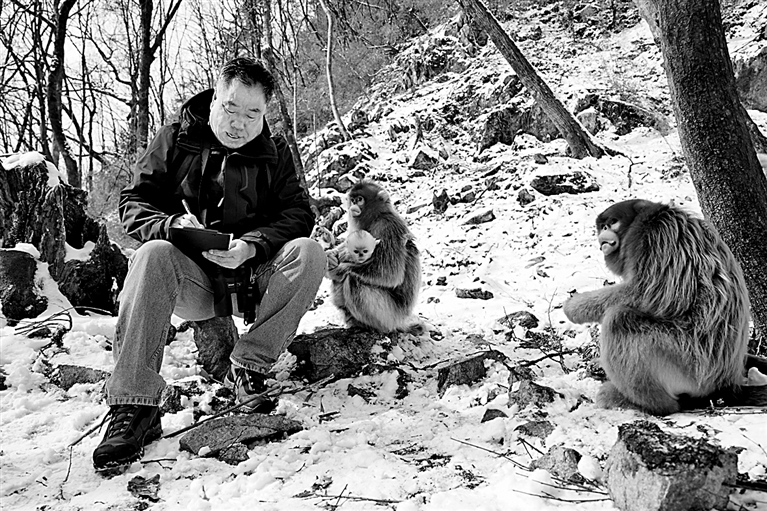 西北大学金丝猴保护与研究团队：守护山林深处的“金色精灵”