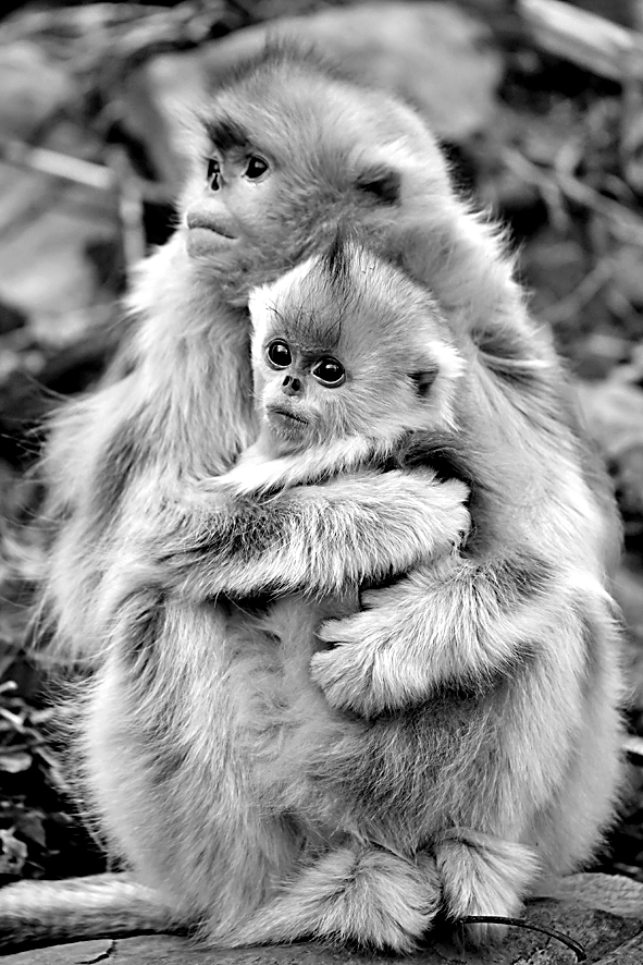 西北大学金丝猴保护与研究团队：守护山林深处的“金色精灵”