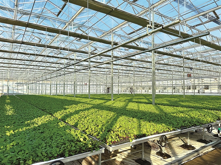 北京市顺义区李桥镇后桥村：设施大棚的“致富果”