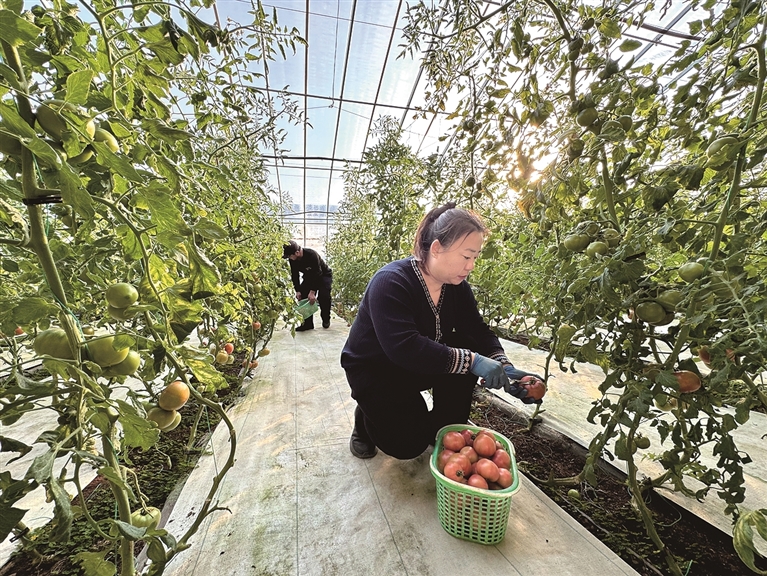 北京市顺义区李桥镇后桥村：设施大棚的“致富果”