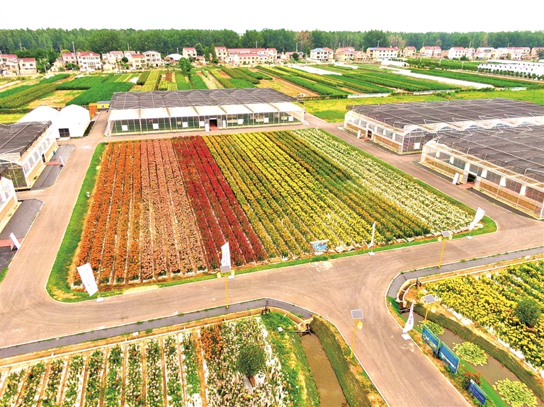 江苏省南京市栖霞区八卦洲街道外沙村:阿婆议事,议出发展金花花 江苏省南京市栖霞区八卦洲街道外沙村:阿婆议事,议出发展金花花