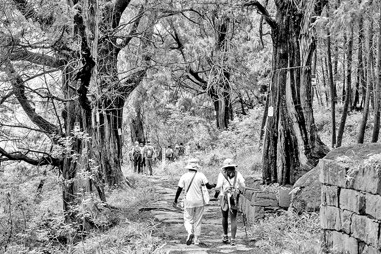 翠云廊:把古树名木保护好 翠云廊:把古树名木保护好