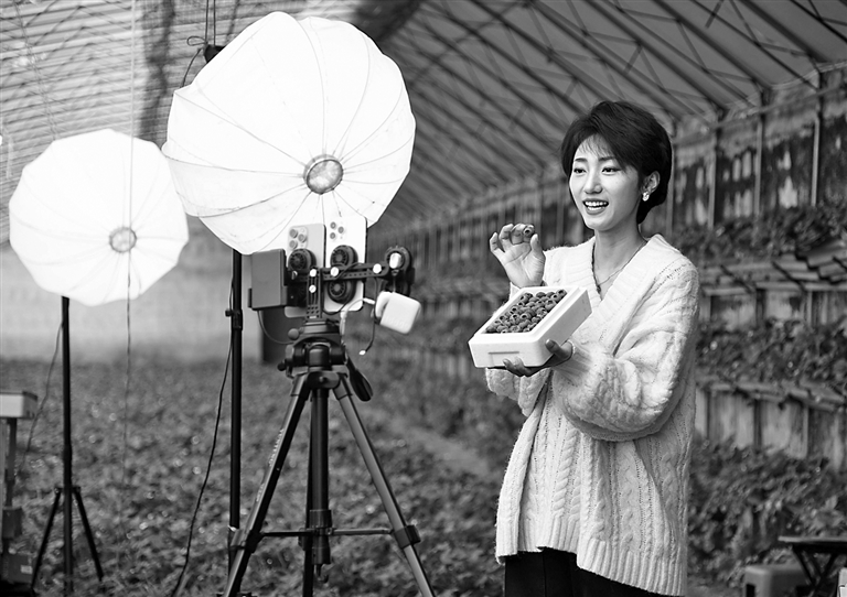 蓝莓采收正当时