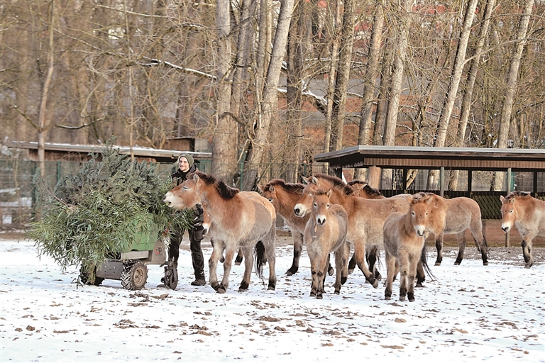 中德携手助力普氏野马重返荒野