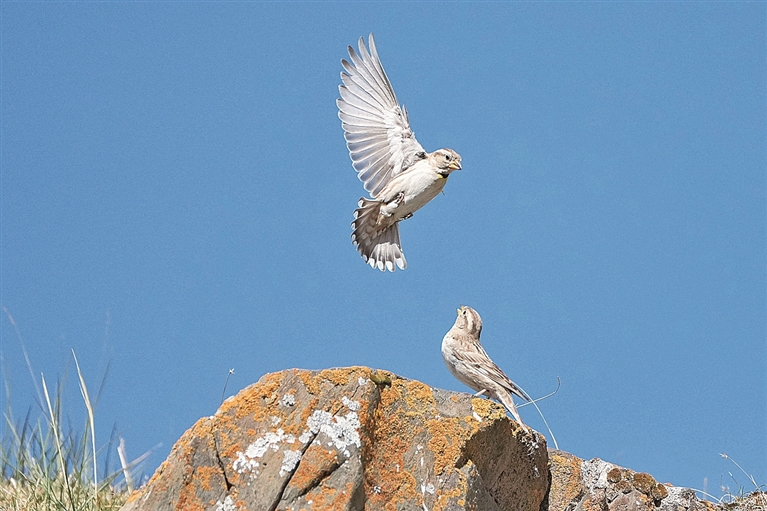 守护飞鸟，你我皆是同路人
