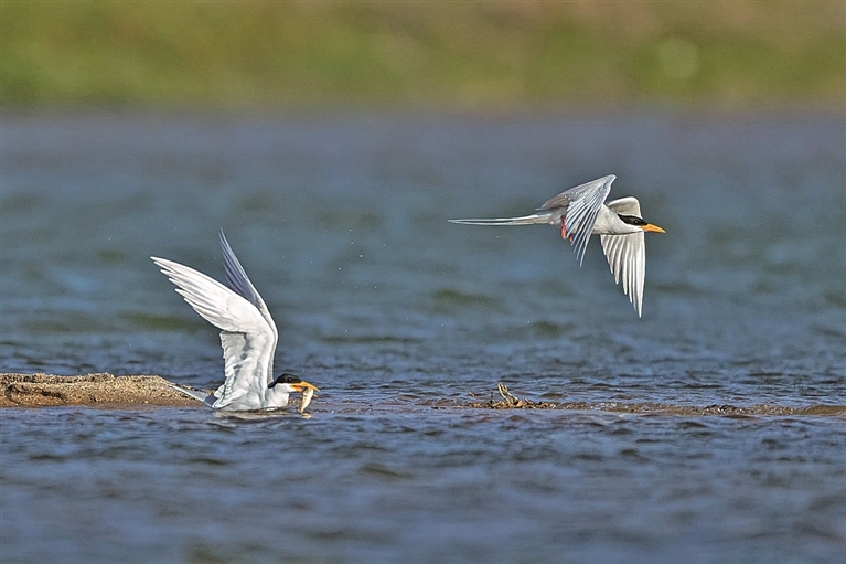守护飞鸟，你我皆是同路人
