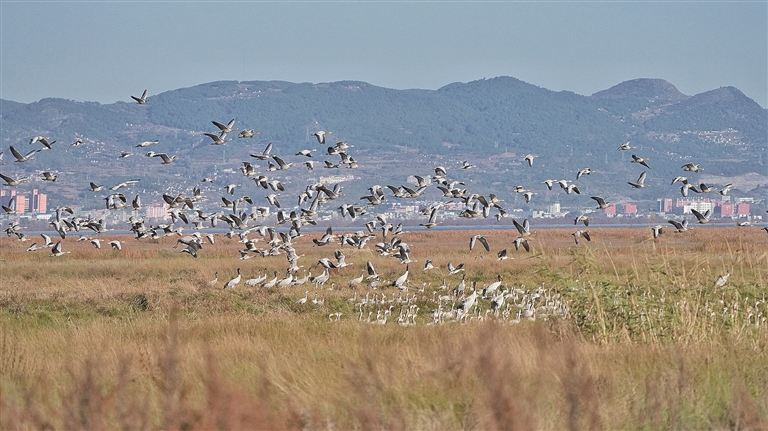 守护飞鸟，你我皆是同路人