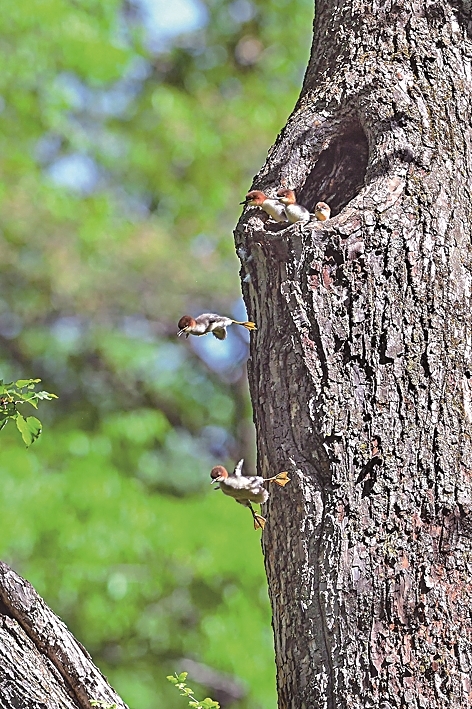 守望中华秋沙鸭