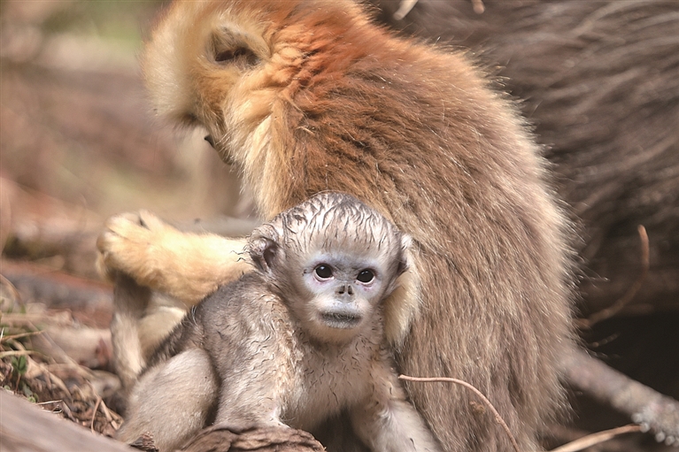 【人与自然和谐相处的温暖瞬间】春山添喜