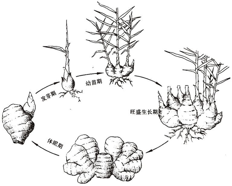 光明文化周末：菜重芥姜