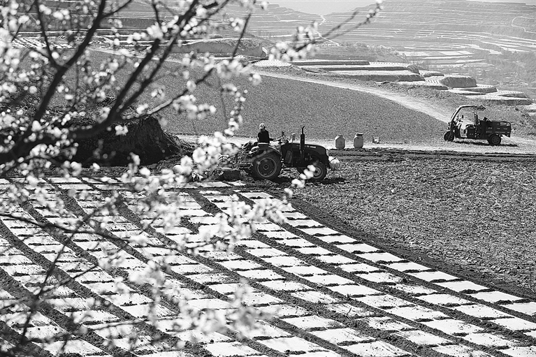 黄土高原农耕忙