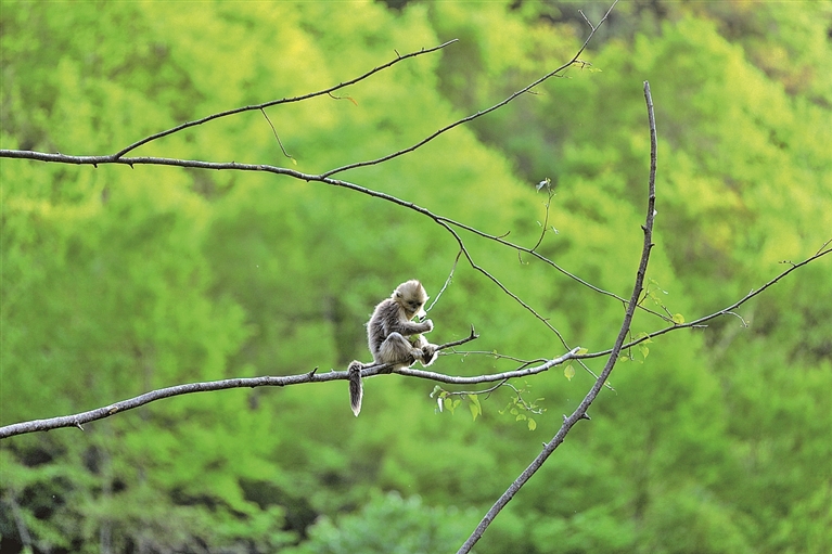 【人与自然和谐相处的温暖瞬间】青山精灵