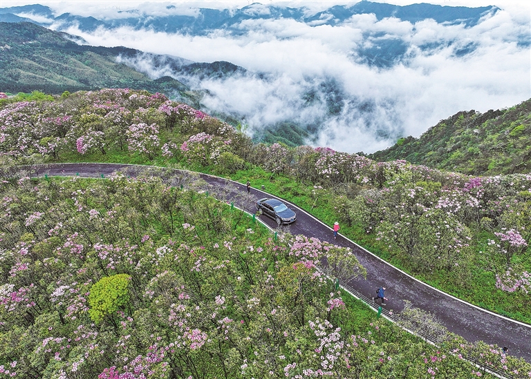 【大美中国】花海