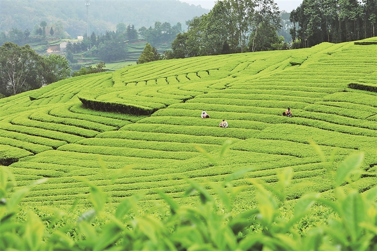 【大美中国】茶园春色