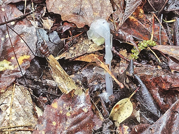 重庆武隆再现珍稀植物水晶兰 重庆武隆再现珍稀植物水晶兰
