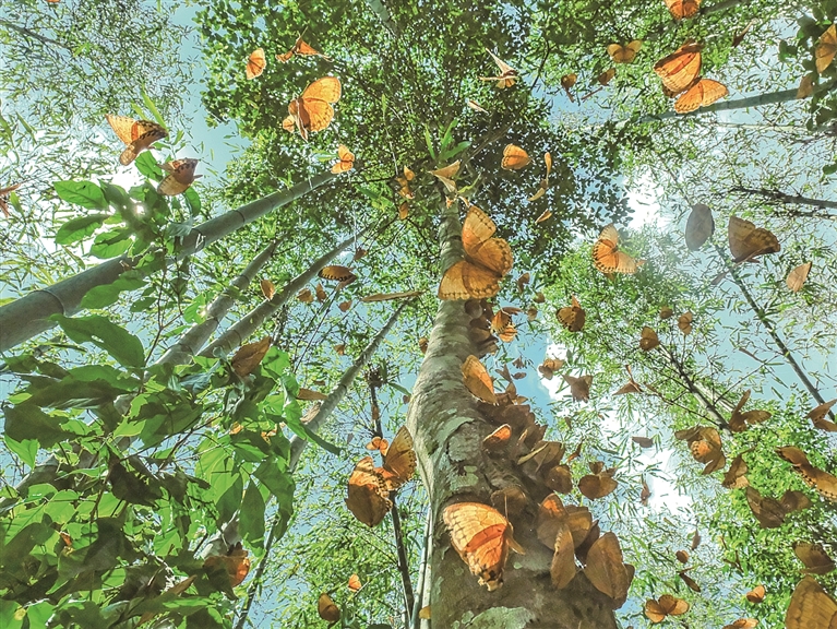 云南红河马鞍底:彩蝶翩飞 科学守护 云南红河马鞍底:彩蝶翩飞 科学守护