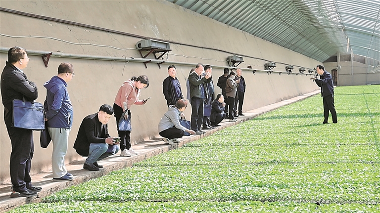 陕西榆林市定边县白泥井镇先锋村:沙窝窝中种出希望产业 陕西榆林市定边县白泥井镇先锋村:沙窝窝中种出希望产业