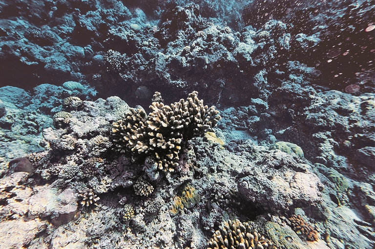“向海问药”,前景几何? “向海问药”,前景几何?