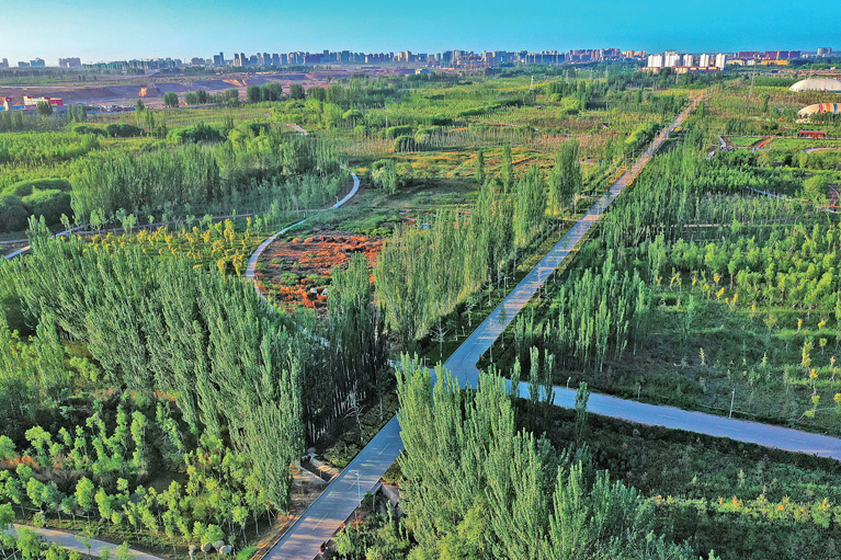 40年接力治沙植绿——柯柯牙，荒原上的绿色奇迹