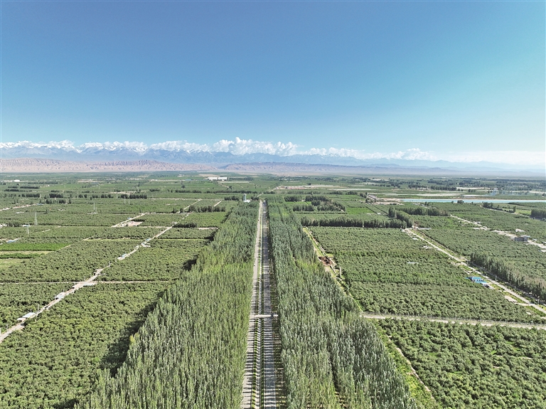 40年接力治沙植绿——柯柯牙，荒原上的绿色奇迹