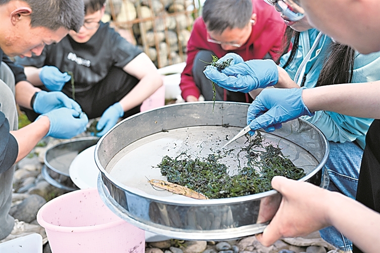 【新时代记录】长江鲟野外重生 【新时代记录】长江鲟野外重生