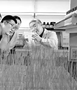 沈阳农业大学北方粳稻与生物炭研究团队:只为土地获丰收、农民展笑颜 沈阳农业大学北方粳稻与生物炭研究团队:只为土地获丰收、农民展笑颜