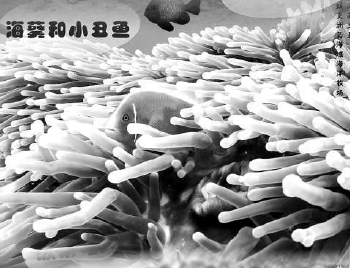 海洋牧场，在海底“放牧”