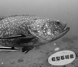 海洋牧场，在海底“放牧”