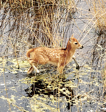 宁夏青铜峡库区湿地自然保护区：“湿地壮阔，水鸟振翅，顶有趣呢！”